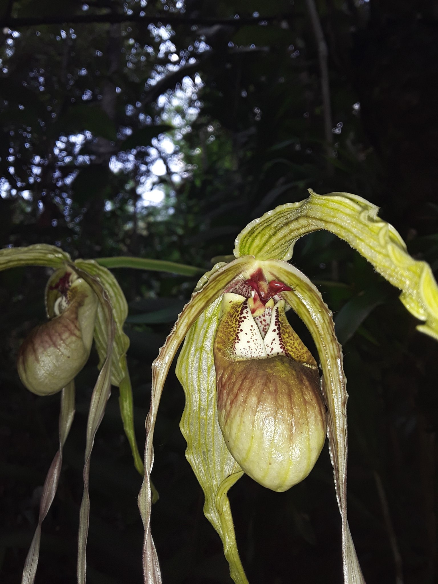 Phragmipedium exstaminodium